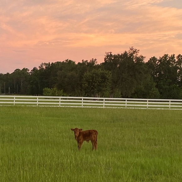 Meet your Posher, Valarey - Picture 8 of 10